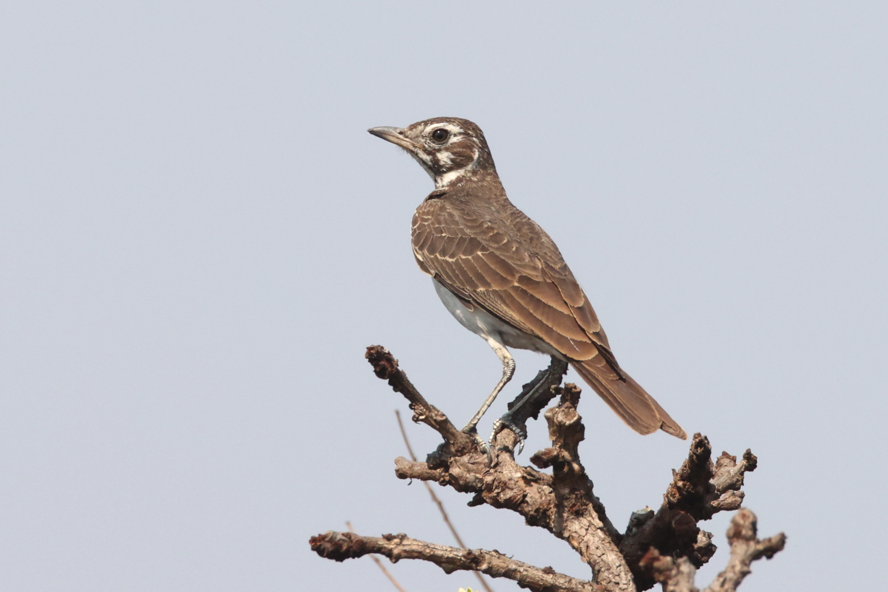 Dusky Lark (image by Janos OIah)