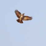 Dusky Lark (image by Janos Olah)