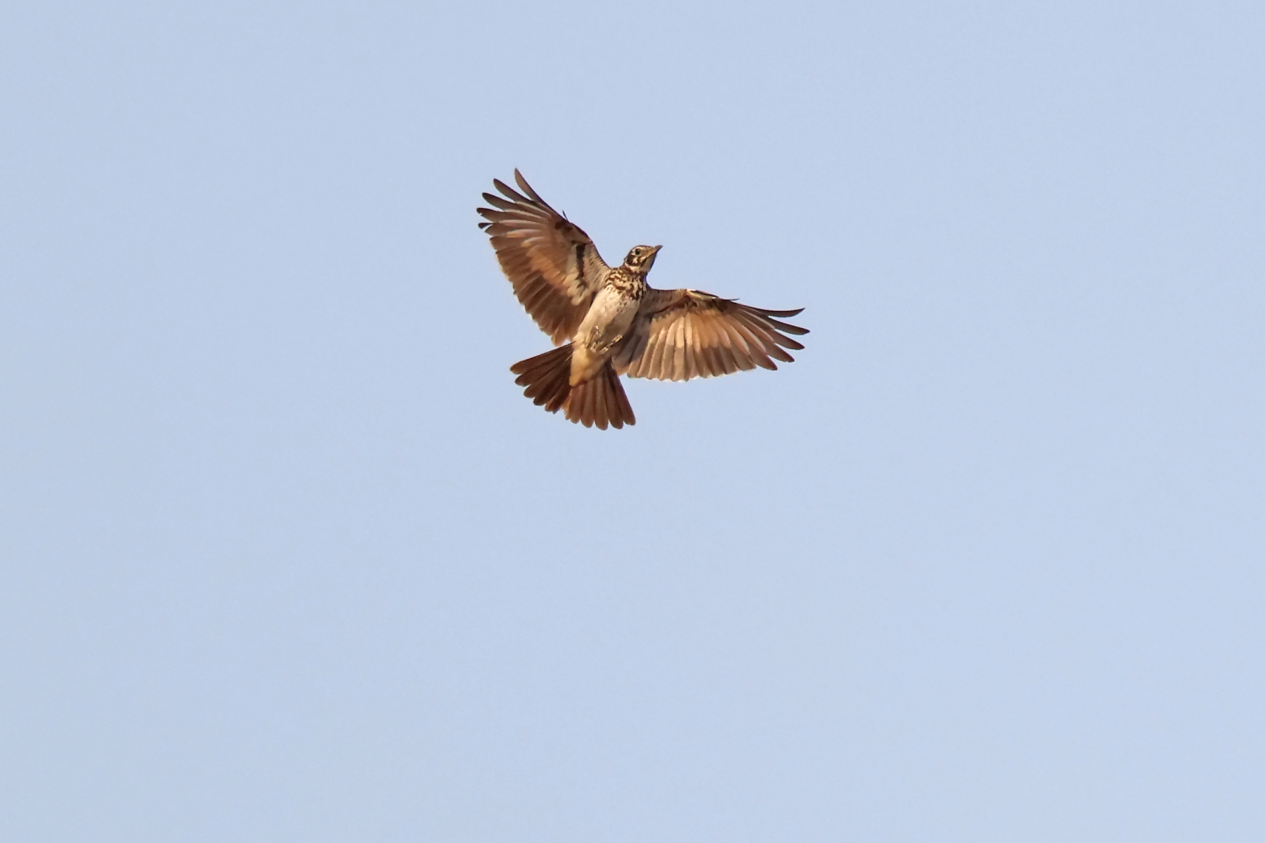 Dusky Lark (image by Janos Olah)