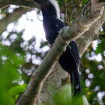 Eastern Long-tailed Hornbill (image by Tomas Carlberg)