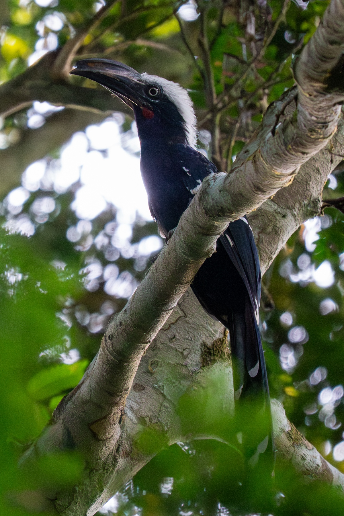 Eastern Long-tailed Hornbill (image by Tomas Carlberg)