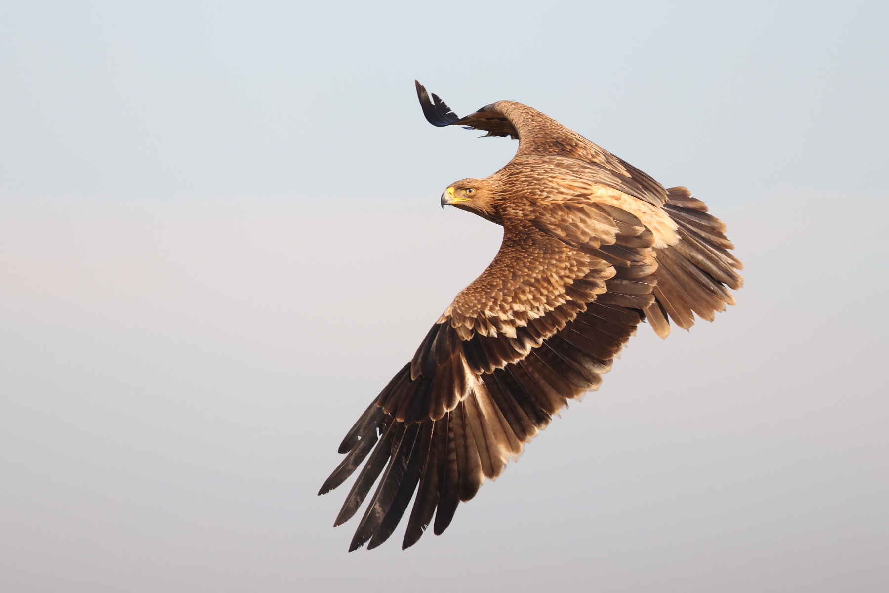 Eastern Imperial Eagle (image by János Oláh)