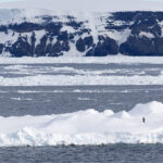 Emperor Penguin (image by Mike Watson)