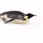 Emperor Penguin (image by Mike Watson)