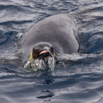 Emperor Penguin (image by Mike Watson)