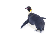 Emperor Penguin (image by Mike Watson)