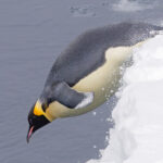 Emperor Penguin (image by Mike Watson)