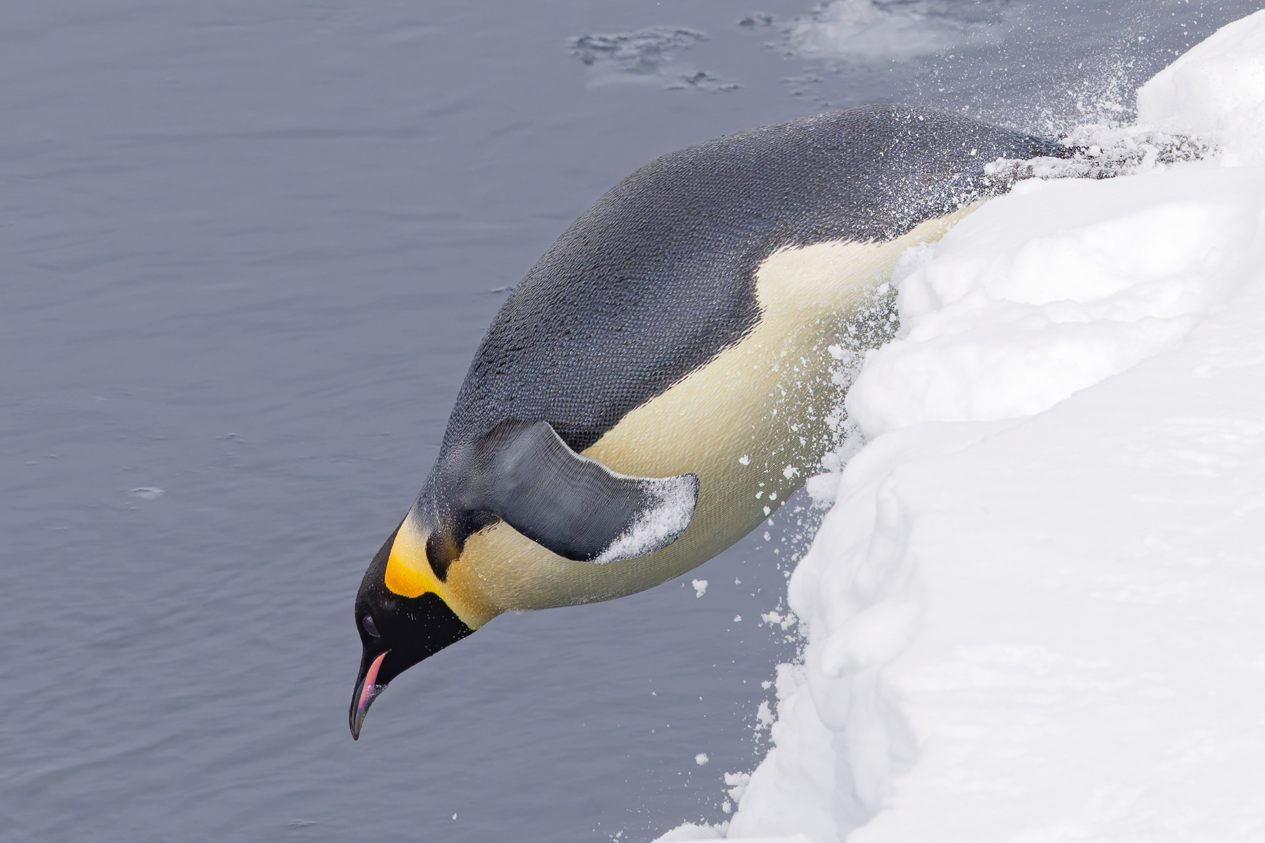 Emperor Penguin (image by Mike Watson)