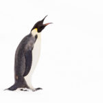 Emperor Penguin (image by Mike Watson)