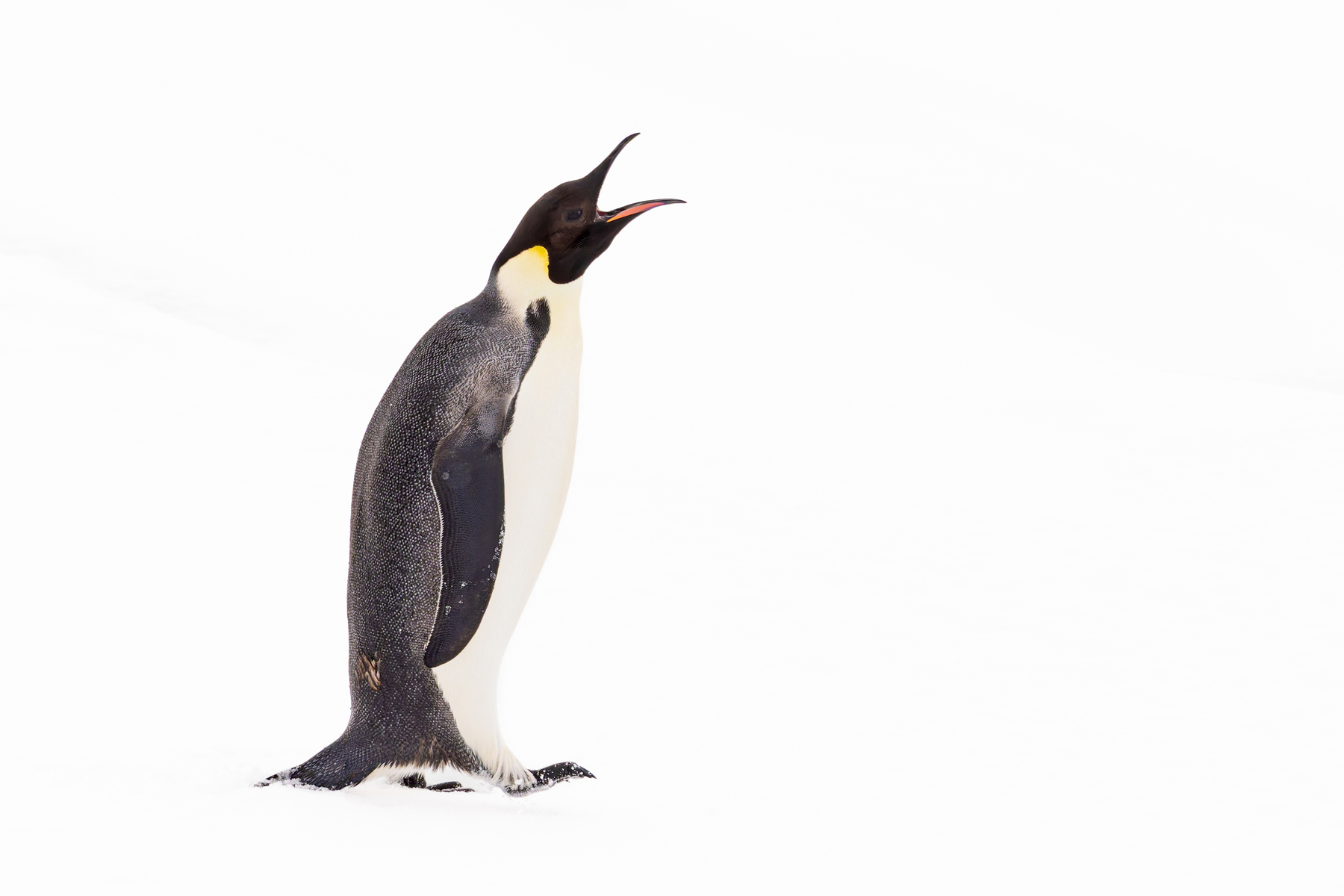 Emperor Penguin (image by Mike Watson)