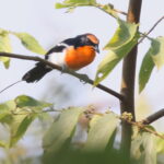 Braun's Bushshrike (image by Janos Olah)