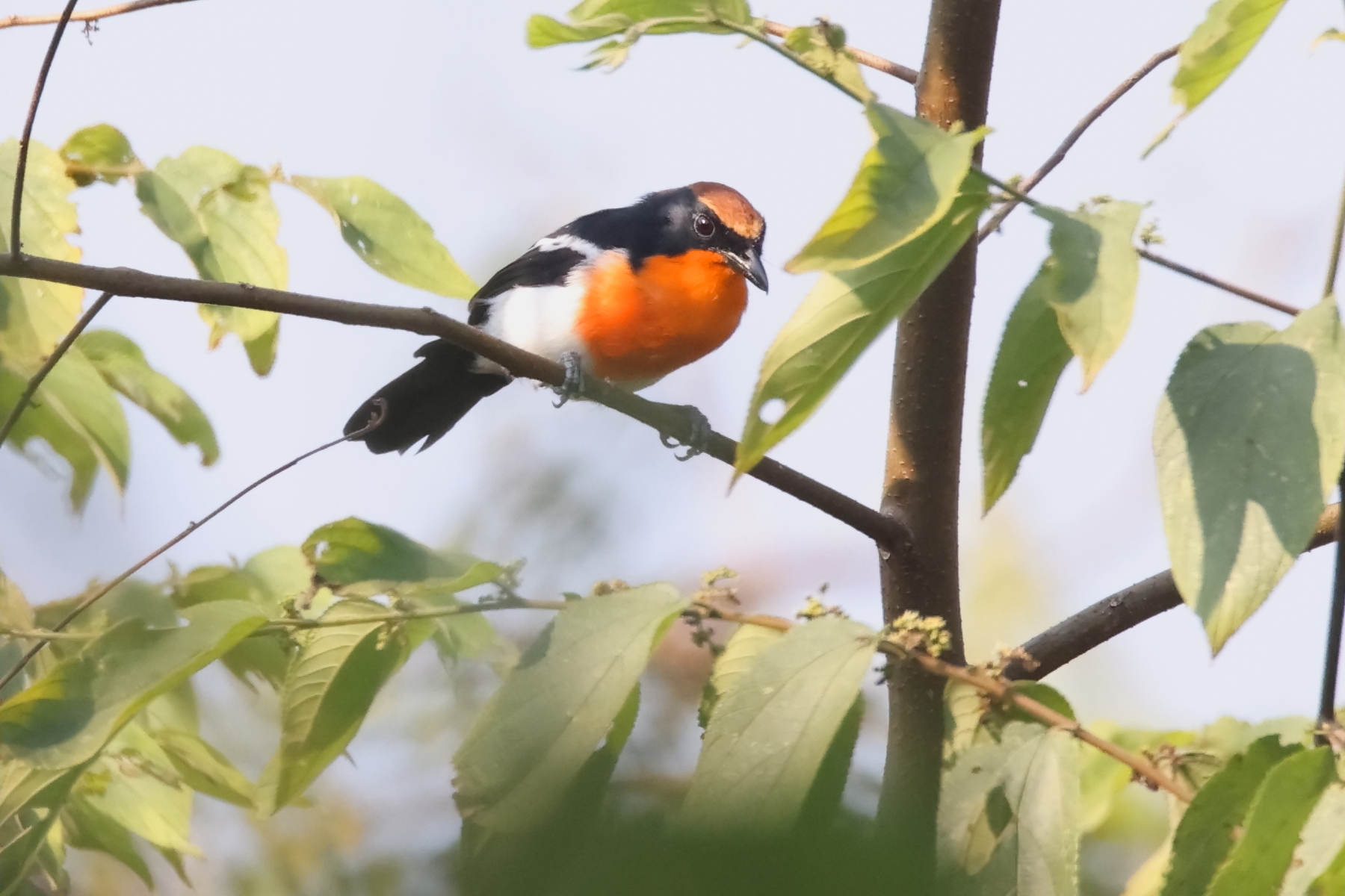 Braun's Bushshrike (image by Janos Olah)