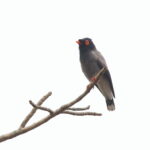 Gabela Helmet Shrike (image by Janos Olah)