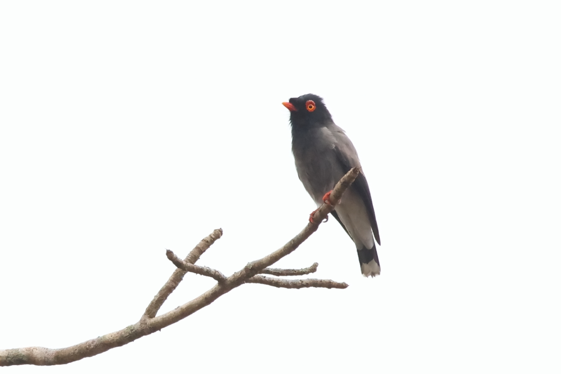 Gabela Helmet Shrike (image by Janos Olah)
