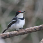 White-fronted Wattle-eye (image by Janos Olah)