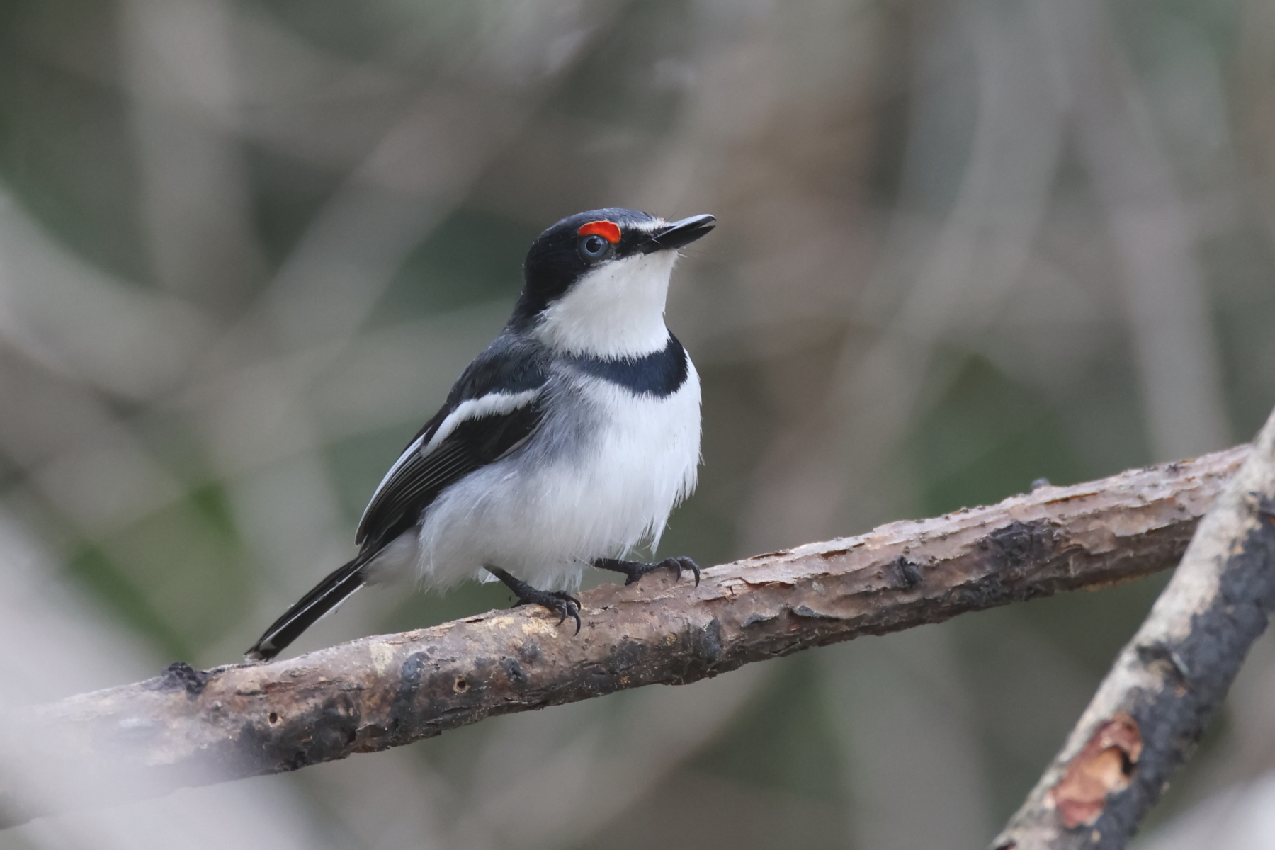 White-fronted Wattle-eye (image by Janos Olah)
