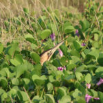 Eurasian Bittern (image by Hannu Jännes)
