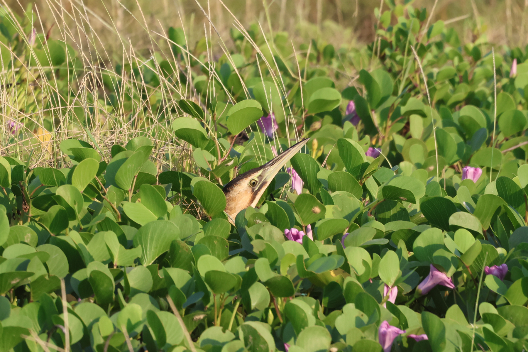 Eurasian Bittern (image by Hannu Jännes)