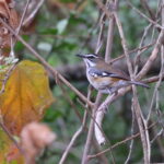 Forest Scrub Robin (image by Janos Olah)