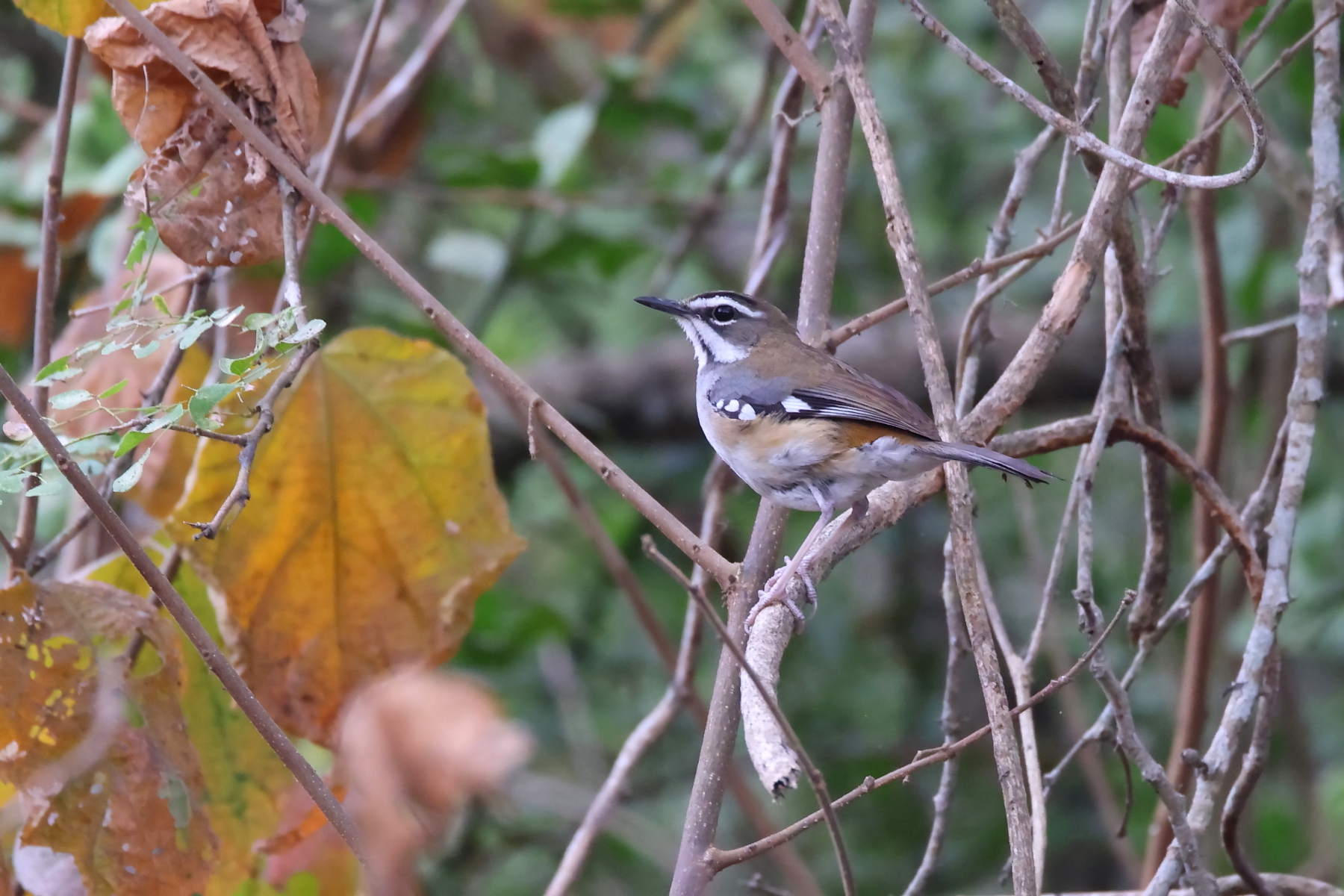 Forest Scrub Robin (image by Janos Olah)
