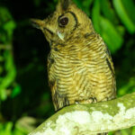 Fraser's Eagle Owl (image by Mark Van Beirs)
