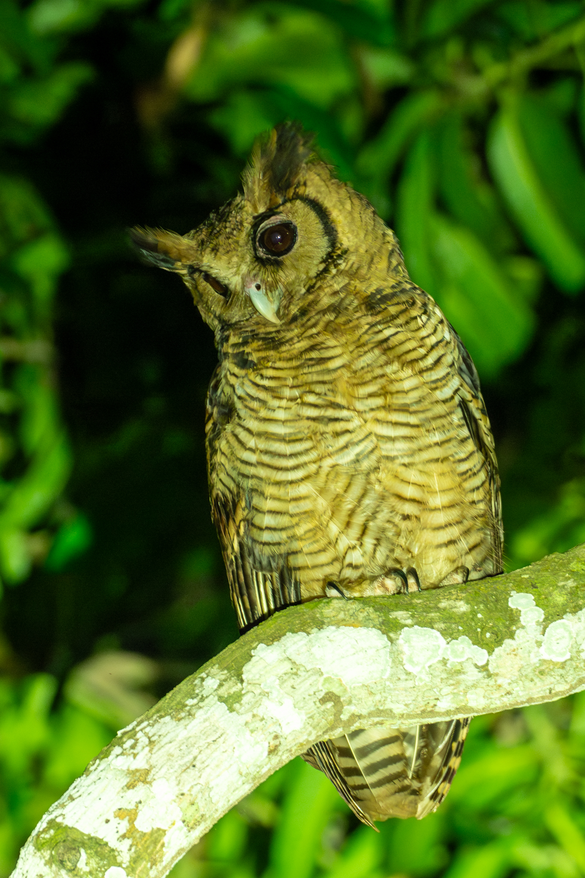 Fraser's Eagle Owl (image by Mark Van Beirs)