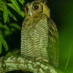 Fraser's Eagle Owl (image by Tomas Carlberg)