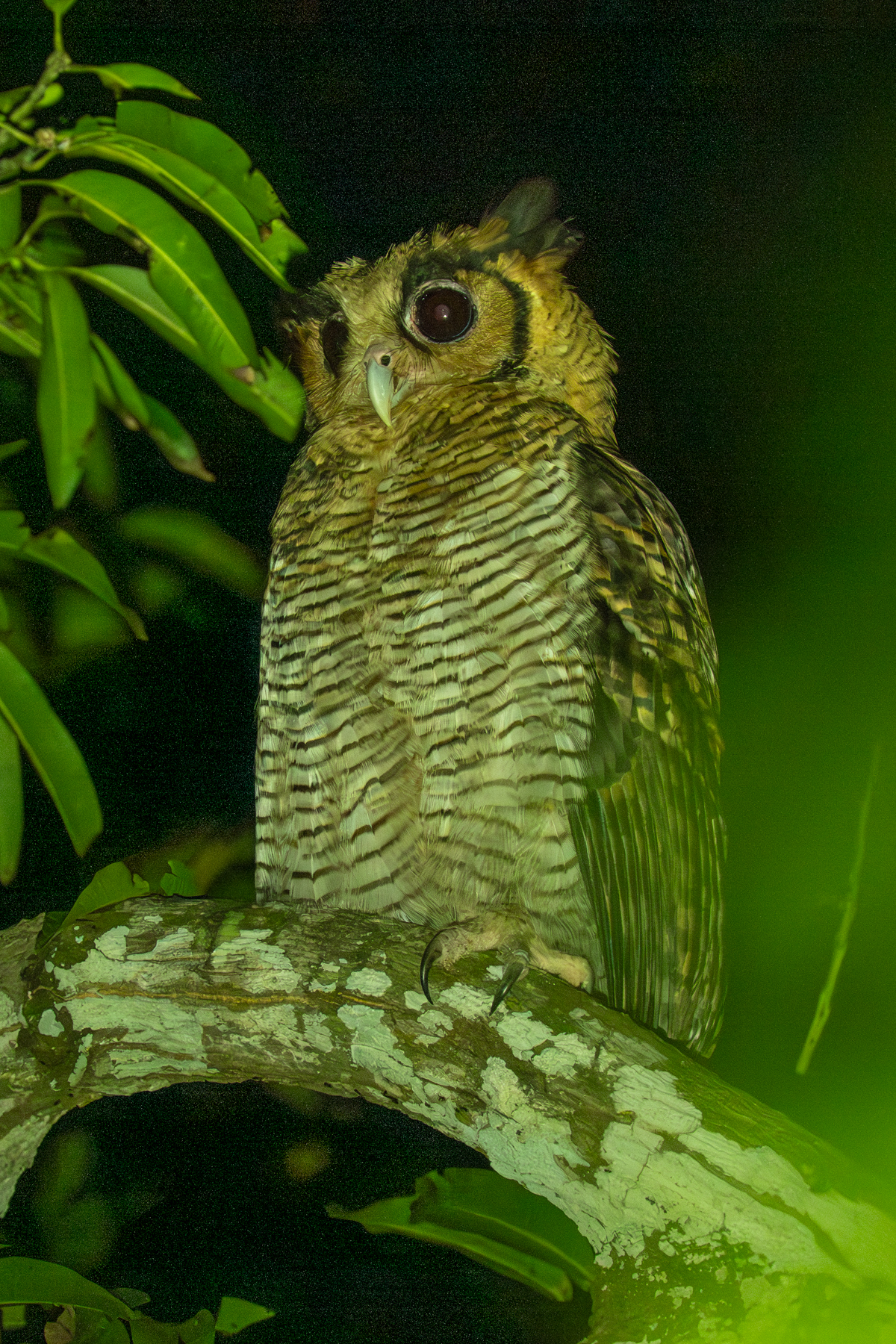 Fraser's Eagle Owl (image by Tomas Carlberg)