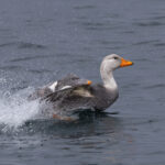 Fuegian Steamer Duck (image by Mike Watson)