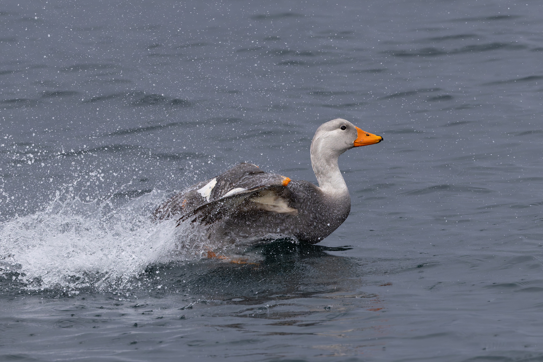 Fuegian Steamer Duck (image by Mike Watson)