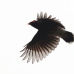 Gabela Helmetshrike (image by Janos Olah)