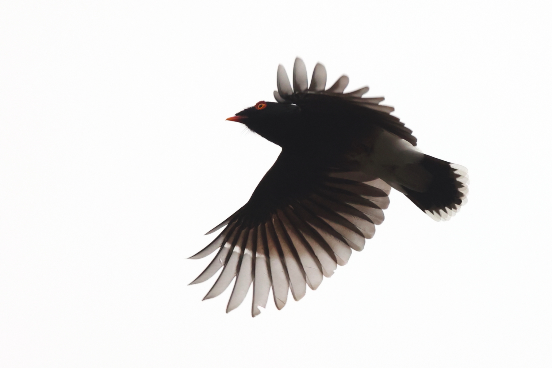 Gabela Helmetshrike (image by Janos Olah)