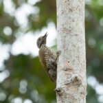Gabon Woodpecker (image by Mark Van Beirs)