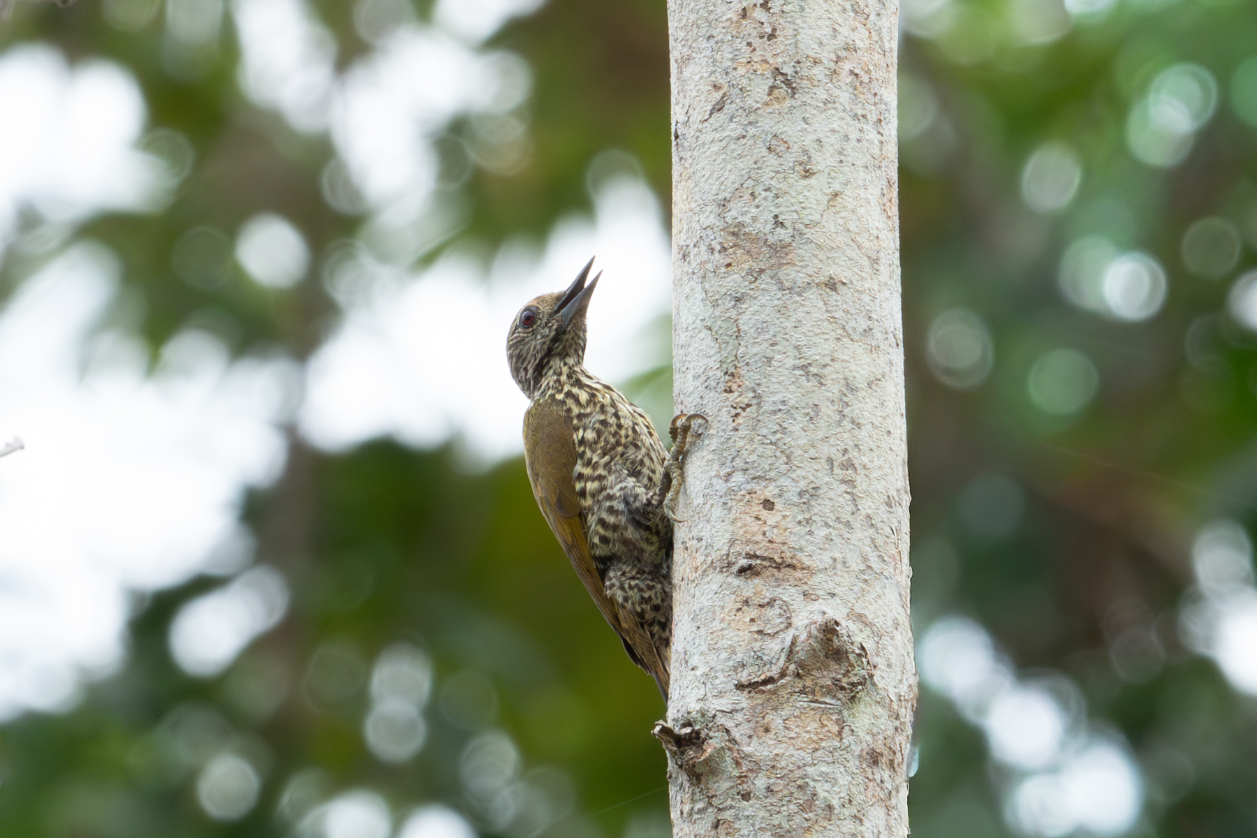 Gabon Woodpecker (image by Mark Van Beirs)