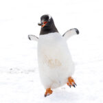 Gentoo Penguin (image by Mike Watson)
