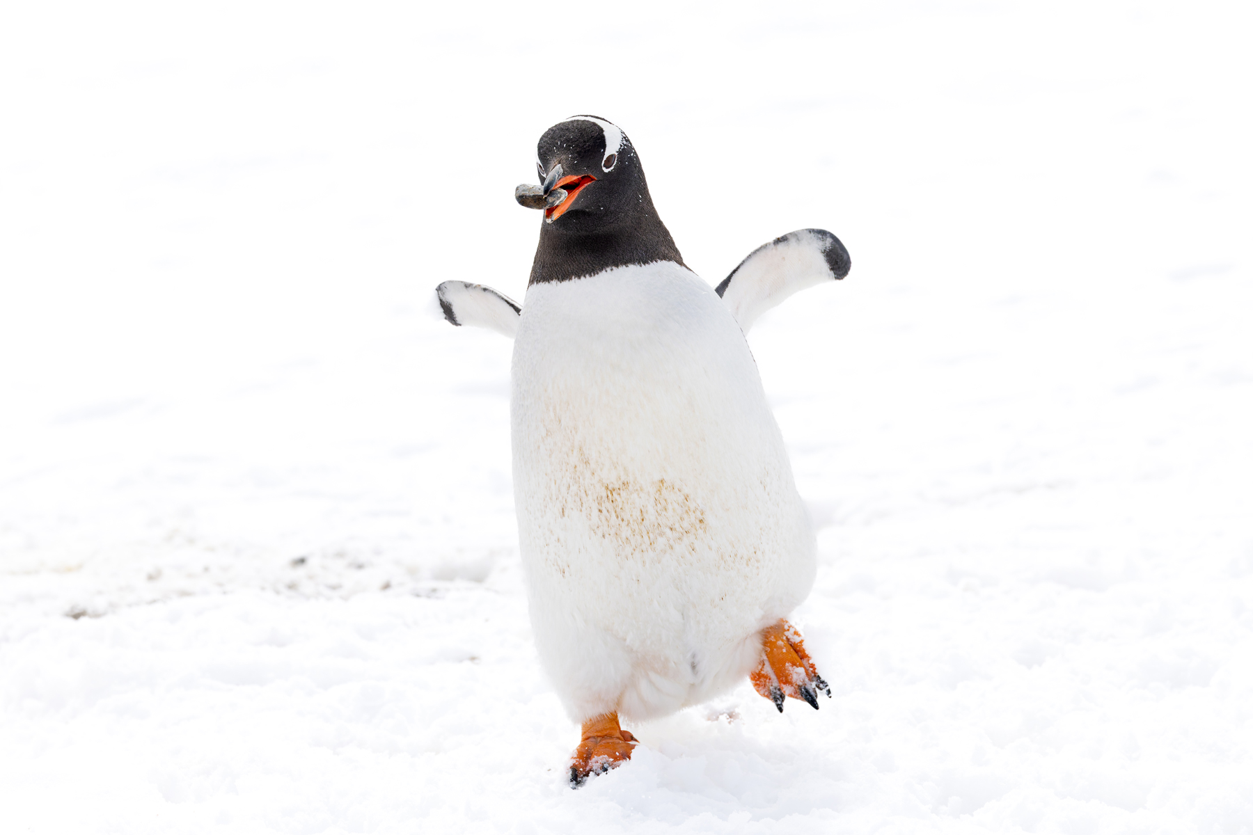 Gentoo Penguin (image by Mike Watson)