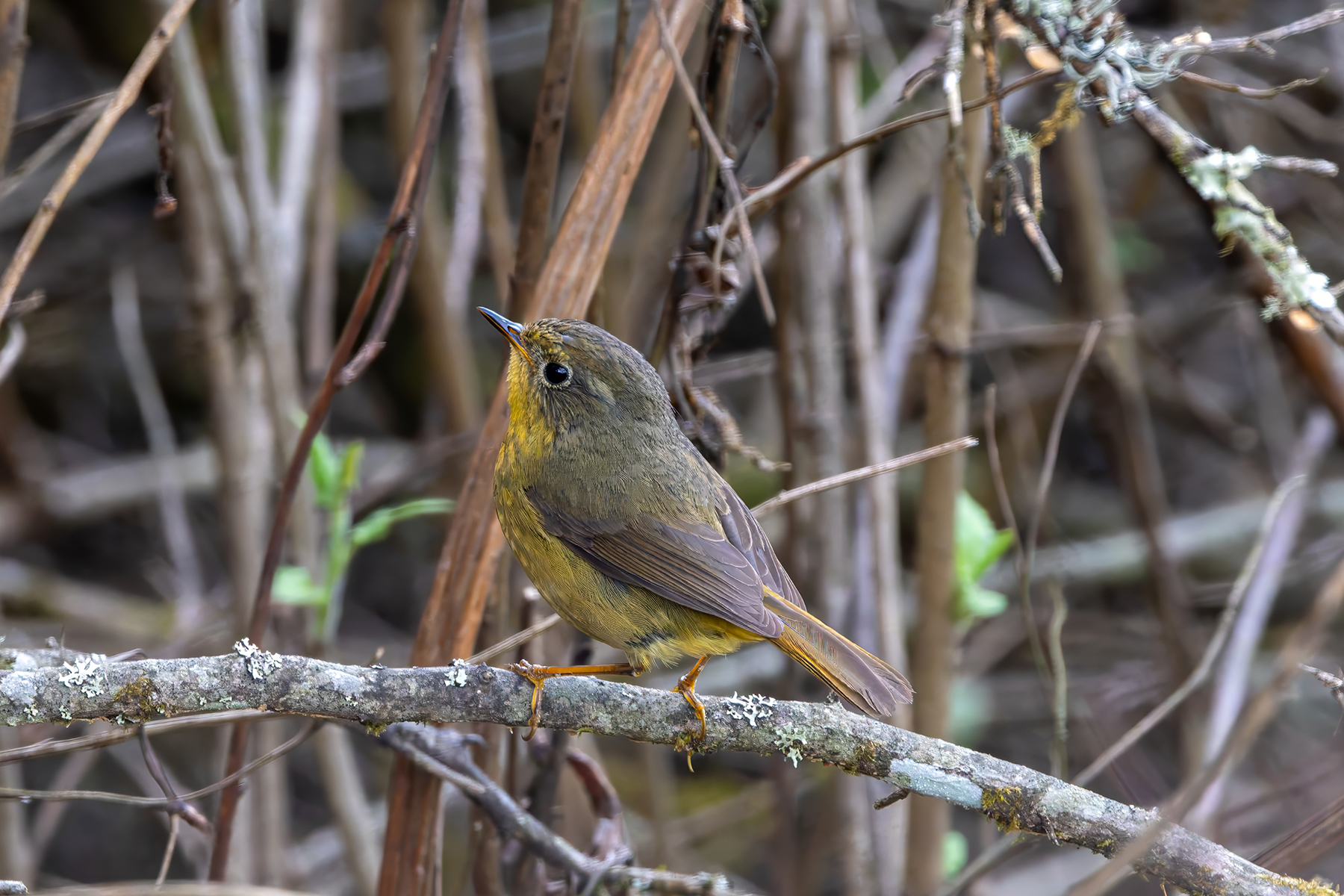 female Golden Bush Robin (image by Nik Borrow)