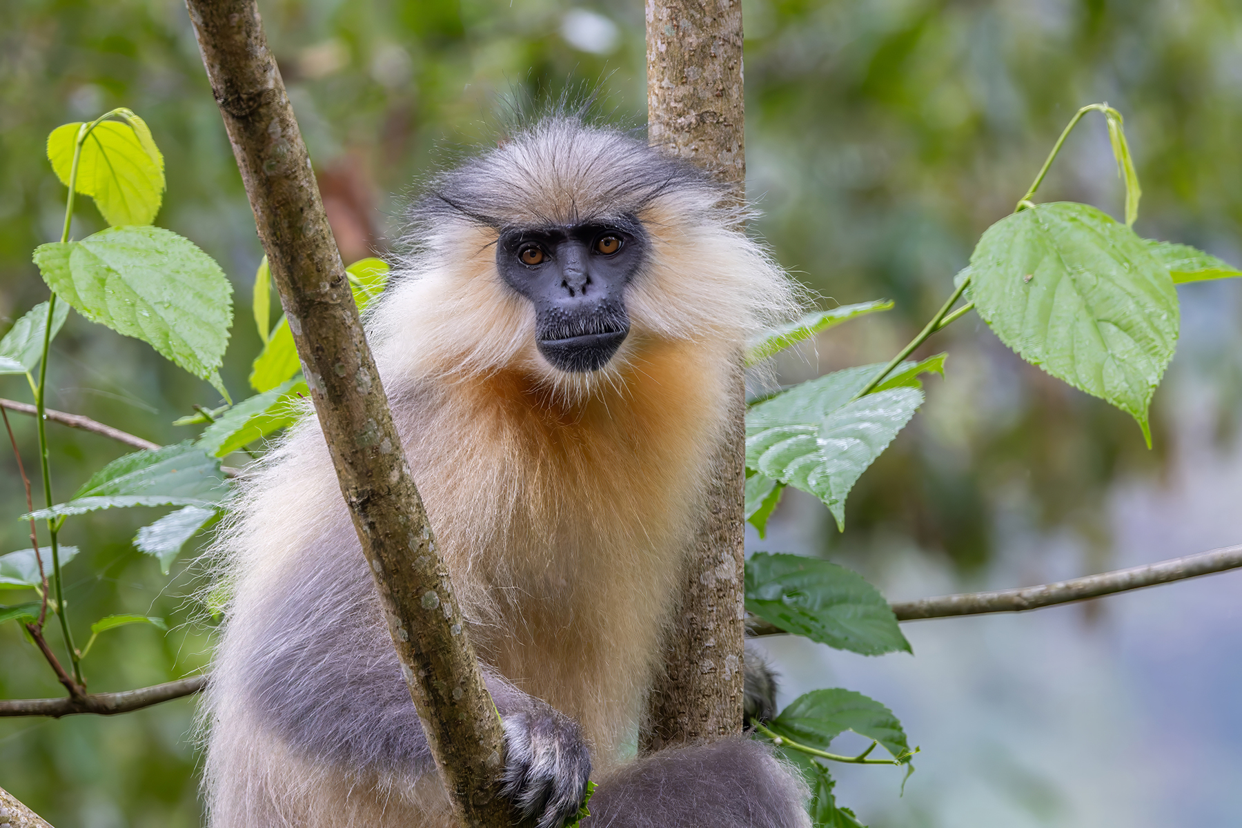 Golden Langur (image by Nik Borrow)