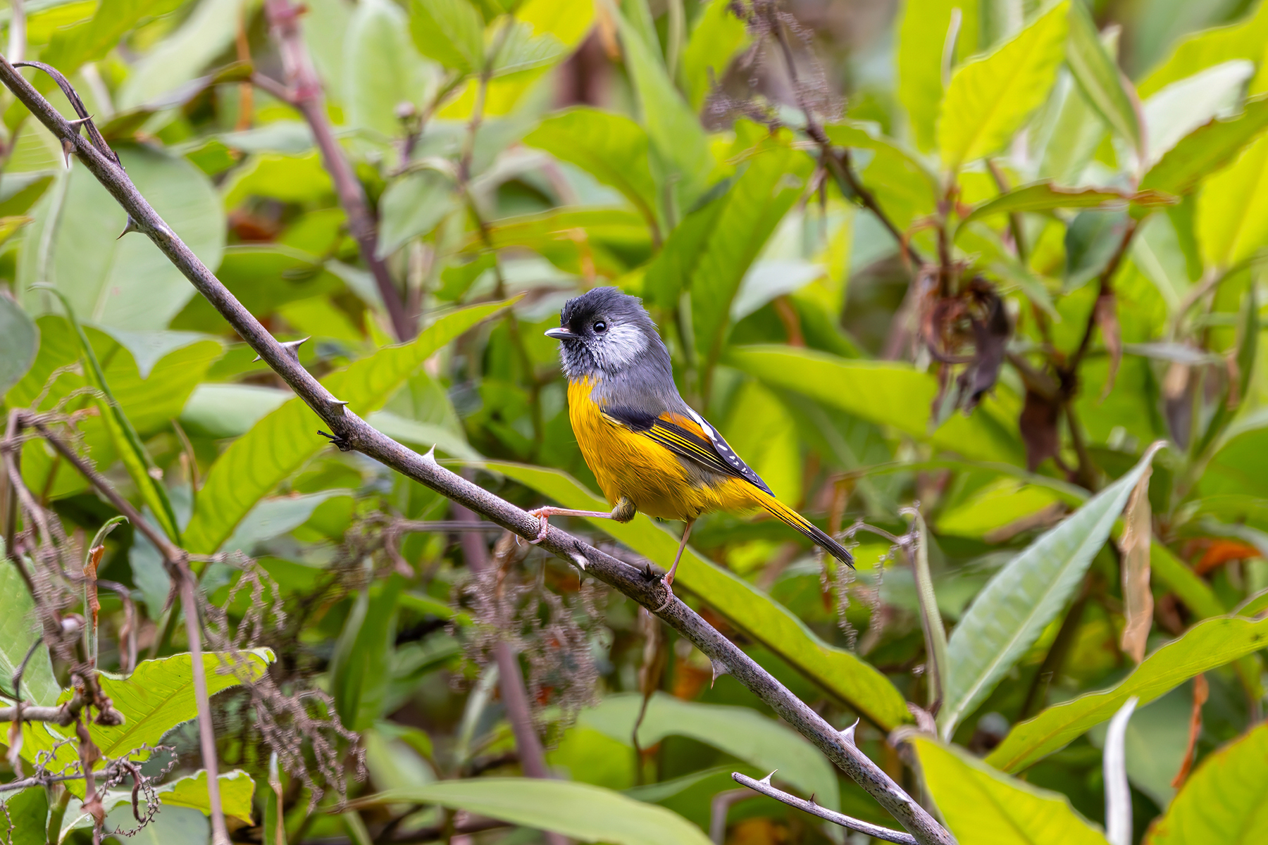 Golden-breasted Fulvetta (image by Nik Borrow)