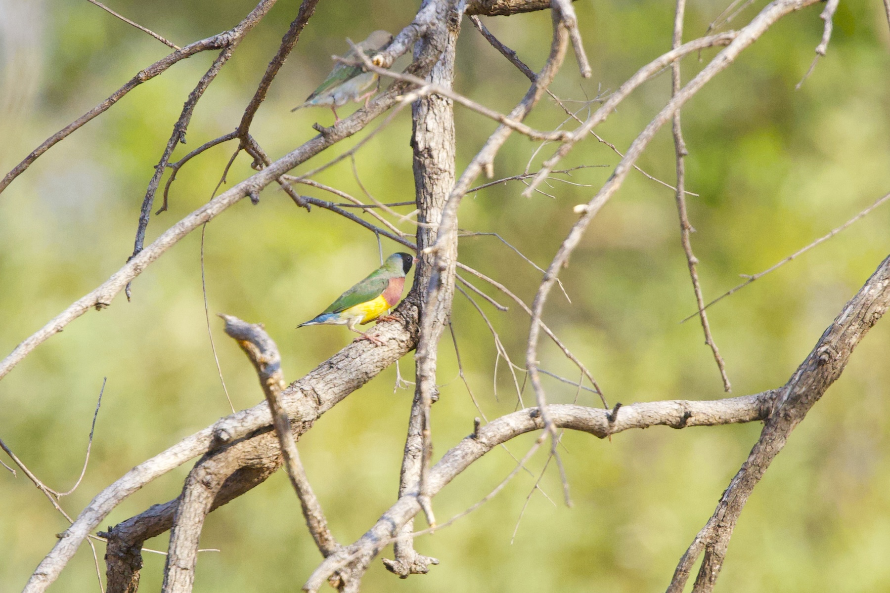 Gouldian Finch (image by Michael Greenshields)