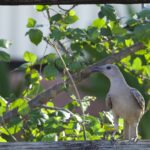 Great Bowerbird (image by Michael Greenshields)