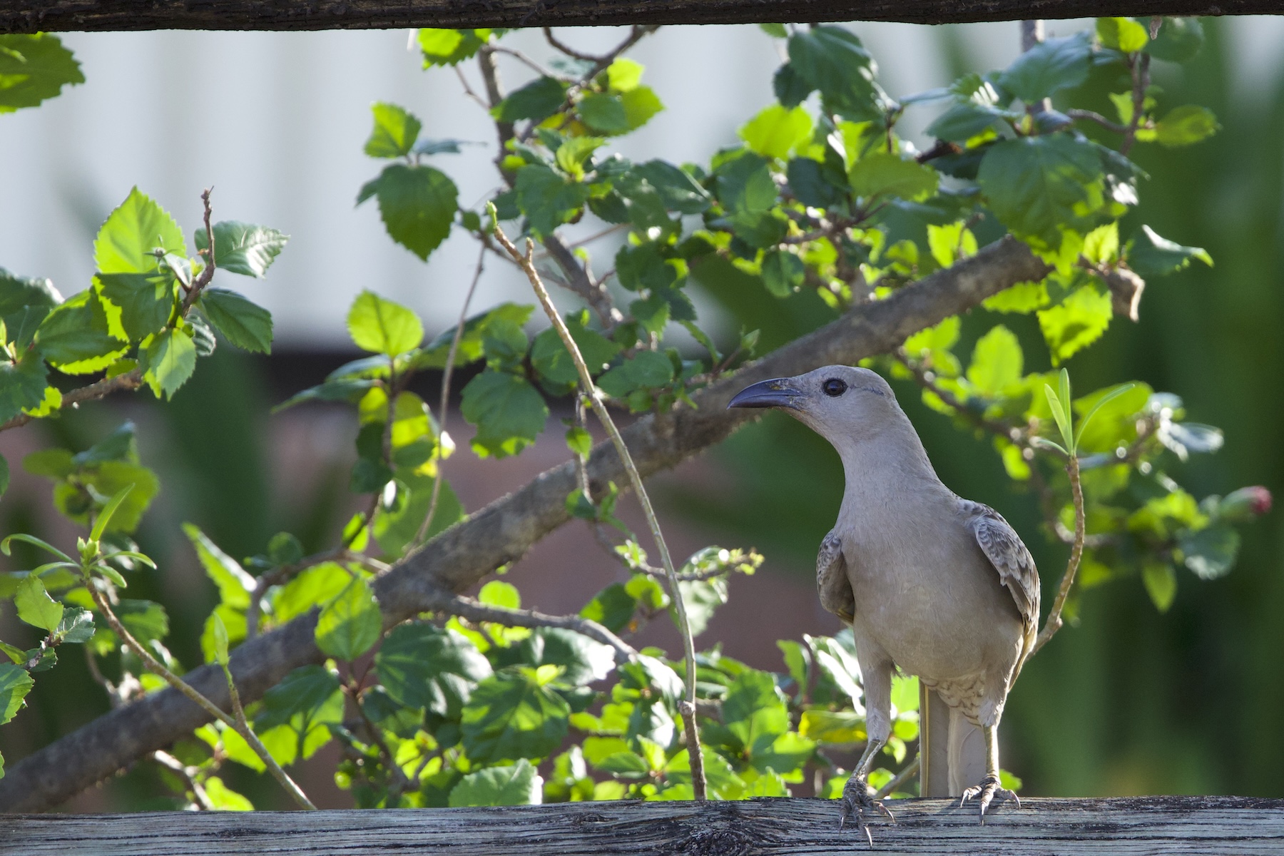 Great Bowerbird (image by Michael Greenshields)