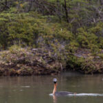 Great Grebe (image by Mike Watson)