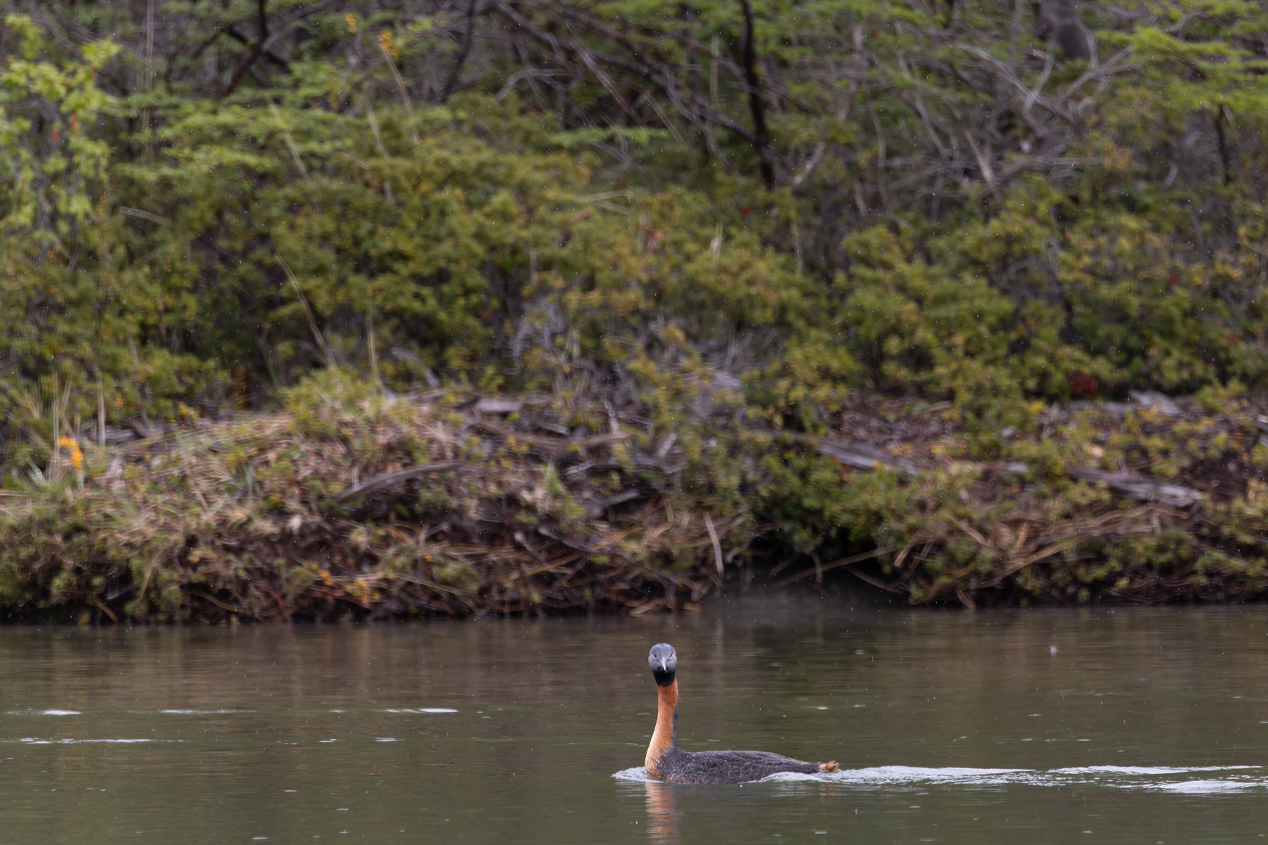 Great Grebe (image by Mike Watson)