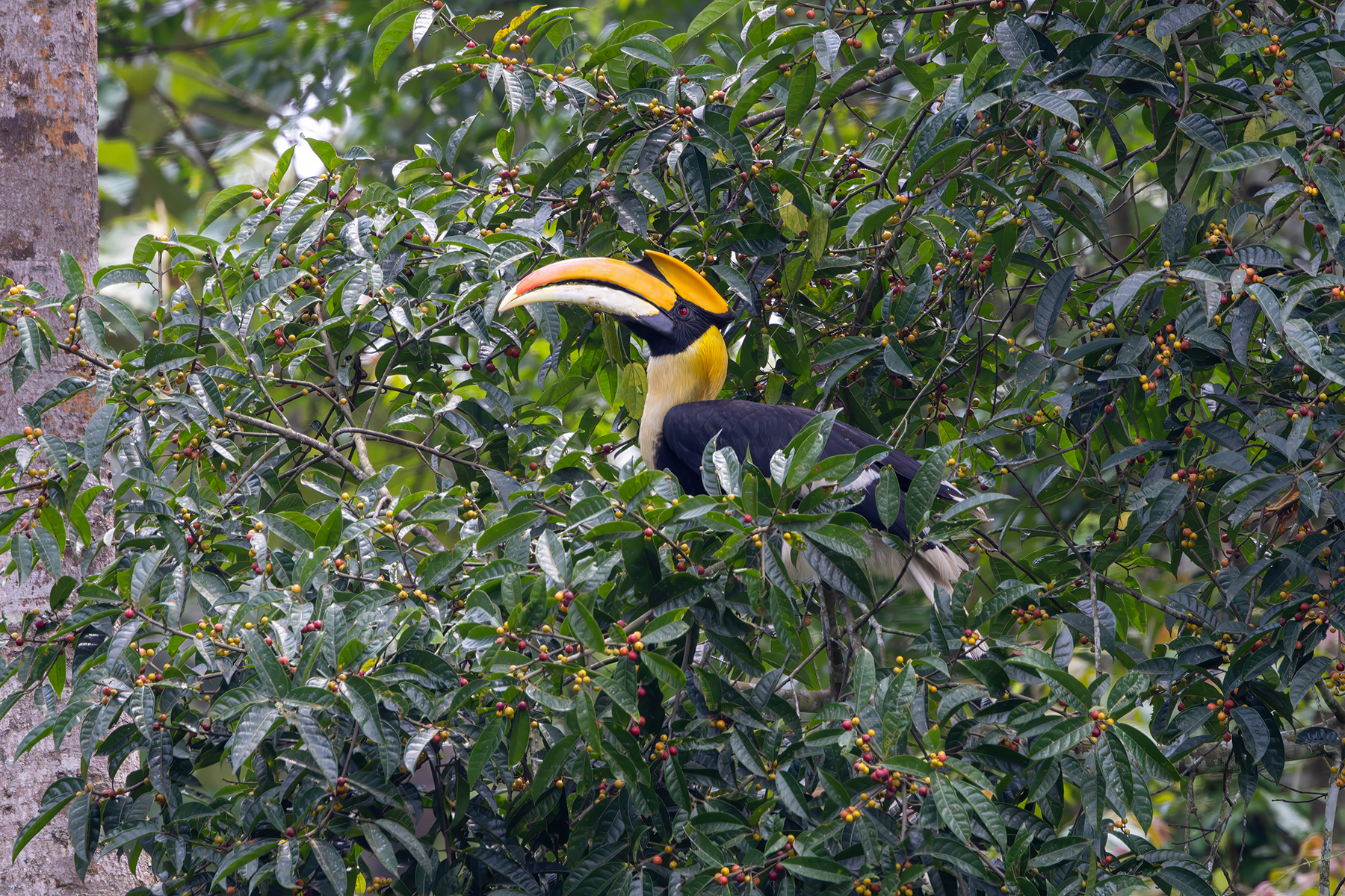 male Great Hornbill (image by Nik Borrow)