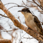 Great Spotted Cuckoo (image by Tomas Carlberg)
