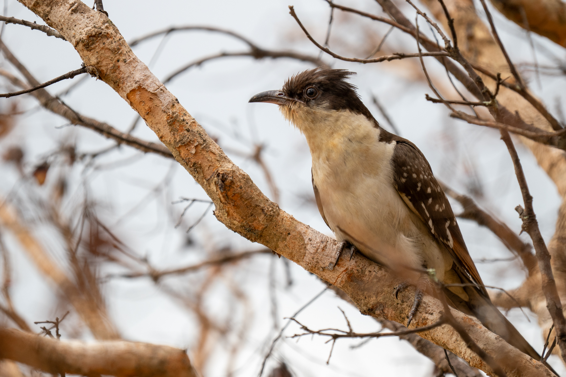 Great Spotted Cuckoo (image by Tomas Carlberg)
