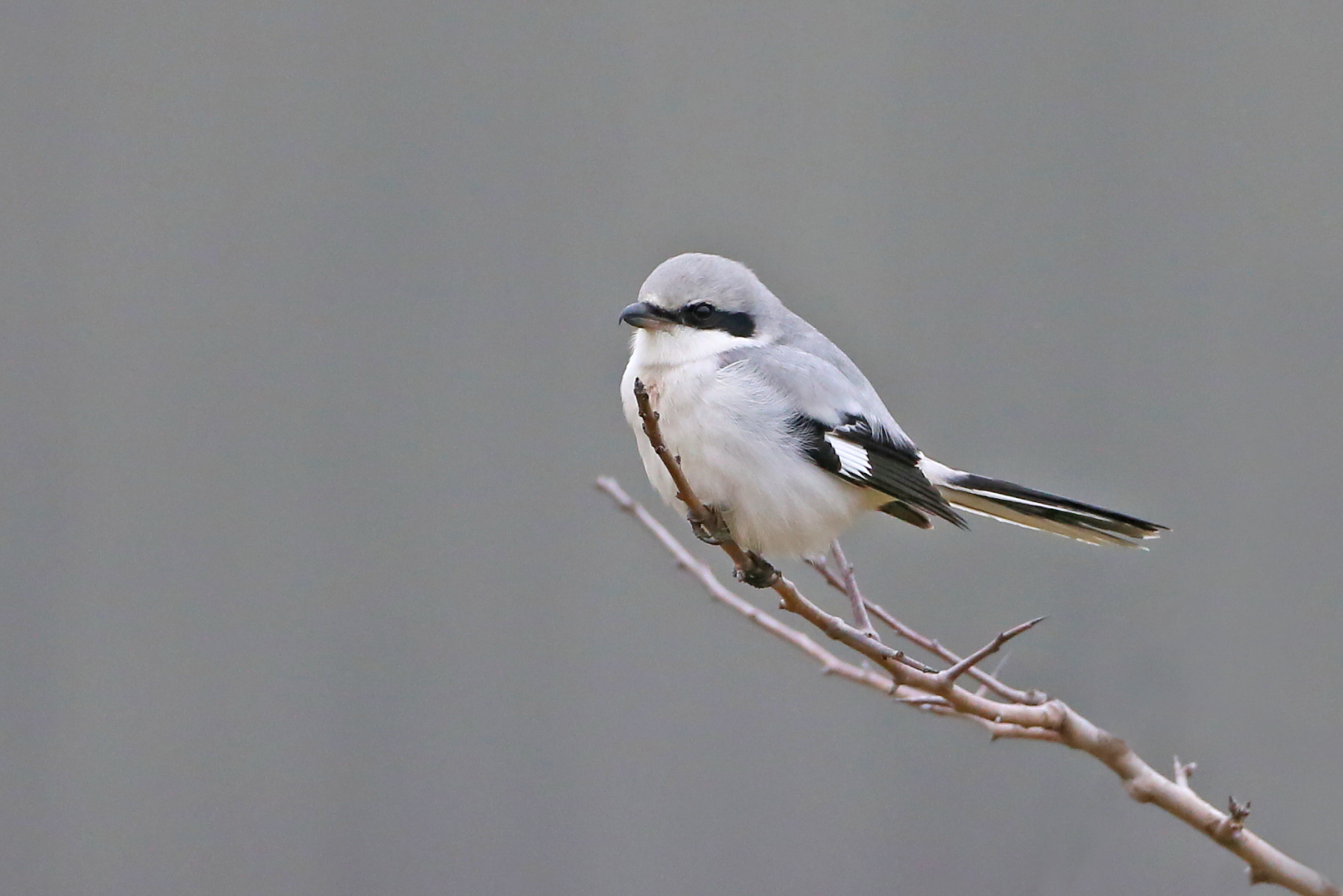 Great Grey Shrike (image by János Oláh)