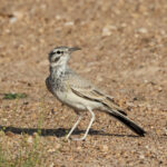 Greater Hoopoe-Lark (image by Hannu Jännes)