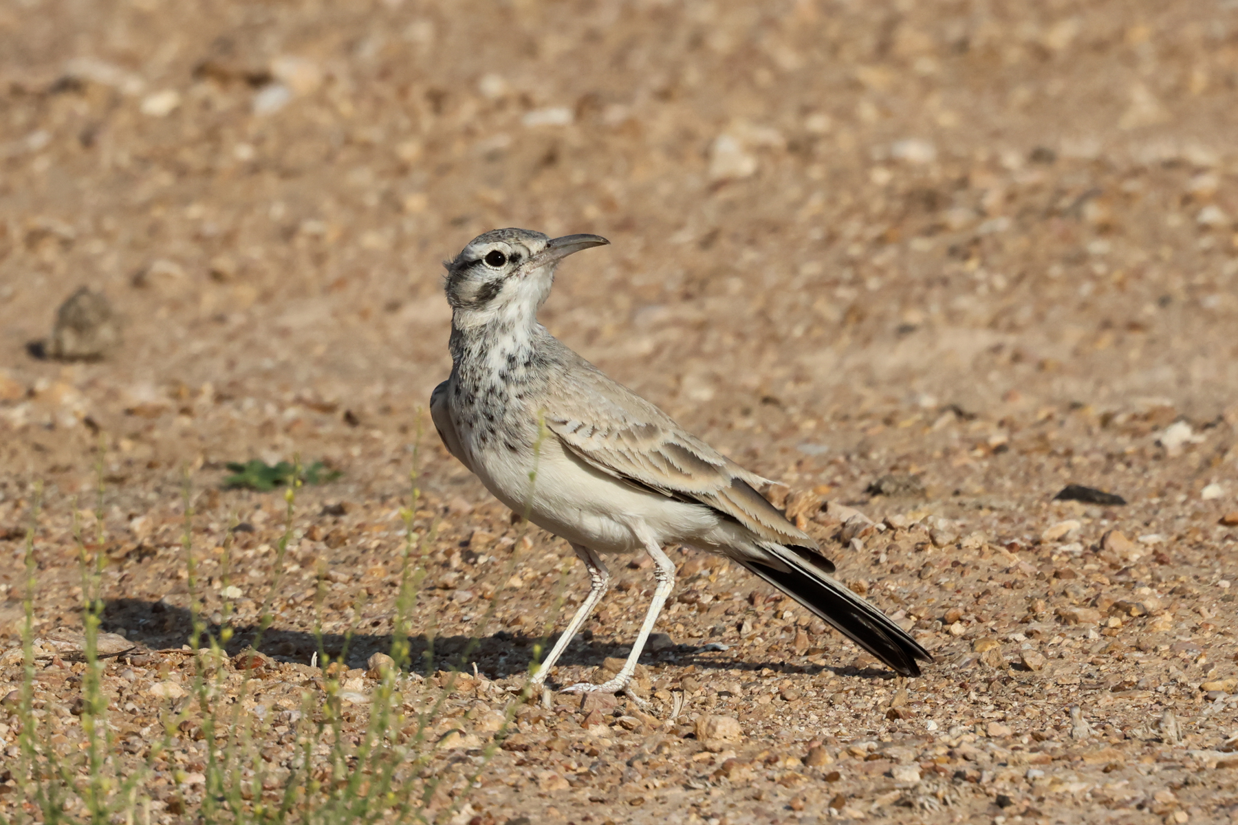 Greater Hoopoe-Lark (image by Hannu Jännes)